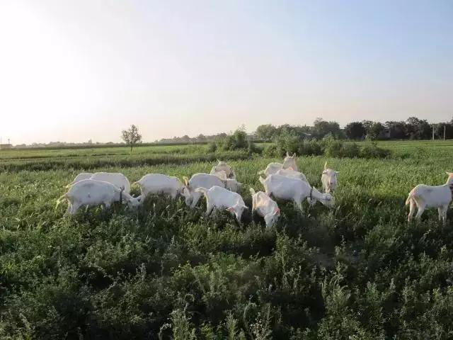 jxf吉祥坊(中国)官方网站