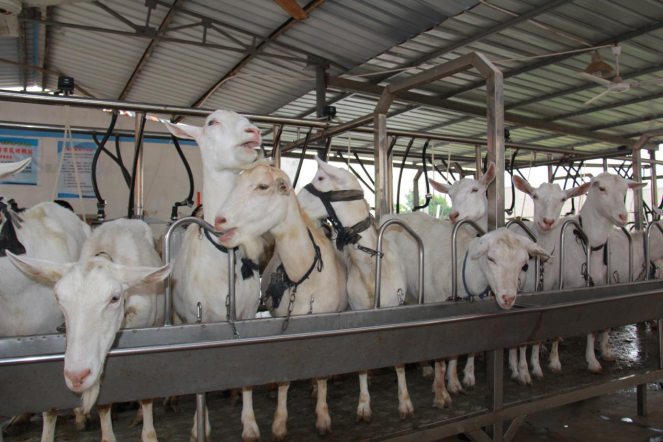 jxf吉祥坊(中国)官方网站