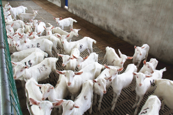 jxf吉祥坊(中国)官方网站