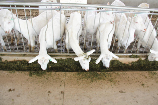 jxf吉祥坊(中国)官方网站