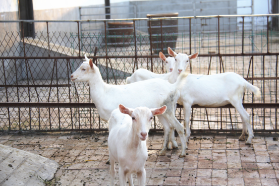 jxf吉祥坊(中国)官方网站