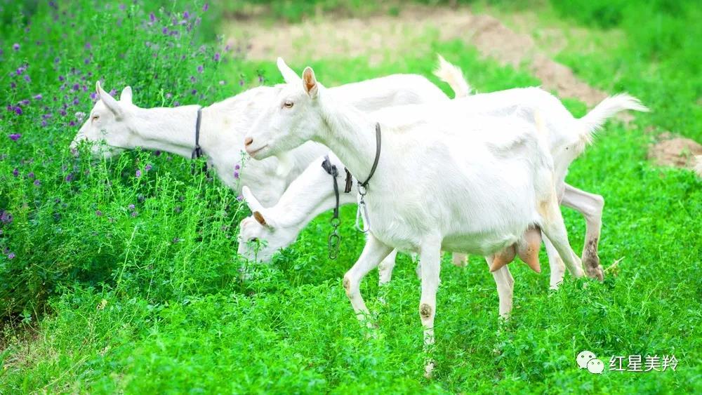 jxf吉祥坊(中国)官方网站
