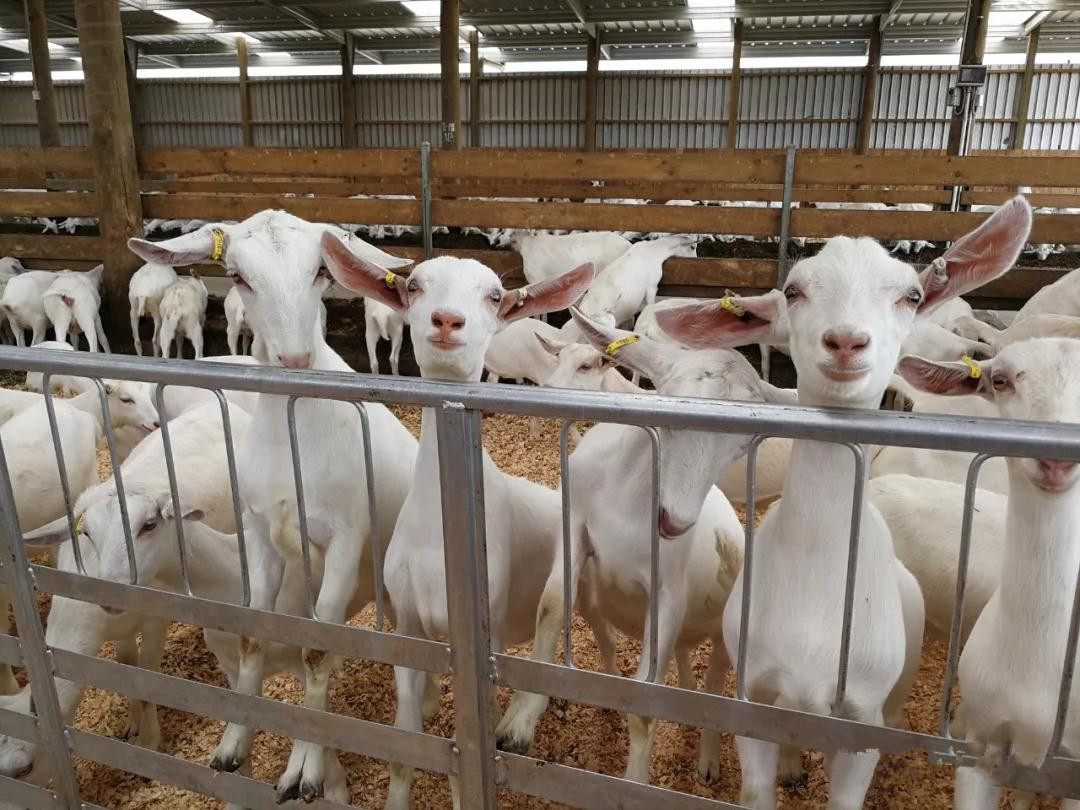 jxf吉祥坊(中国)官方网站