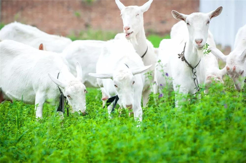 jxf吉祥坊(中国)官方网站